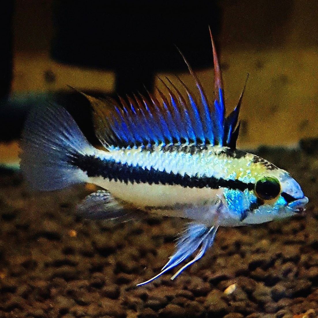 Apistogramma Trifasciata - Ciclídeo Anão Amazônico