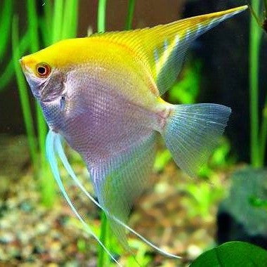 Discus e Escalares