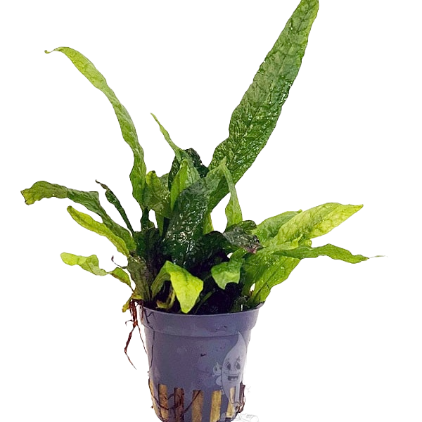 Microsorum green gnome (Feto de Java Gnome)