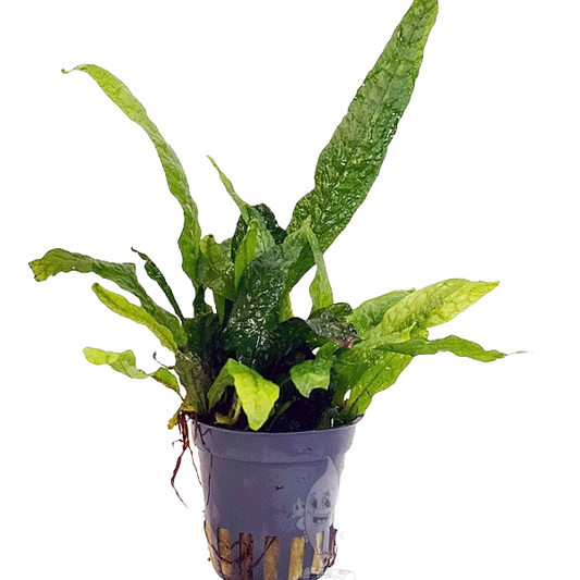 Microsorum green gnome (Feto de Java Gnome)