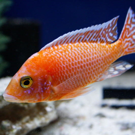 Aulonocara sp. "Fire Fish" 1-2cm