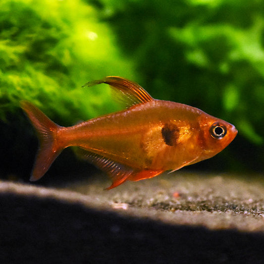 Tetra Fantasma Vermelho