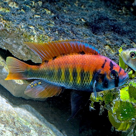 Pundamilia nyererei 1-2cm