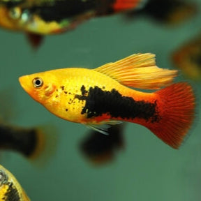 Platy Hawaii Véu