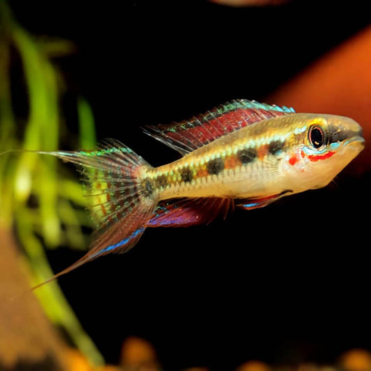 Dicrossus filamentosus