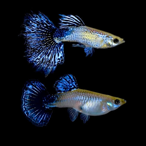 Guppys Blue Dragon (Casal)