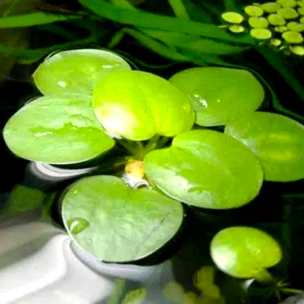 Flutuantes