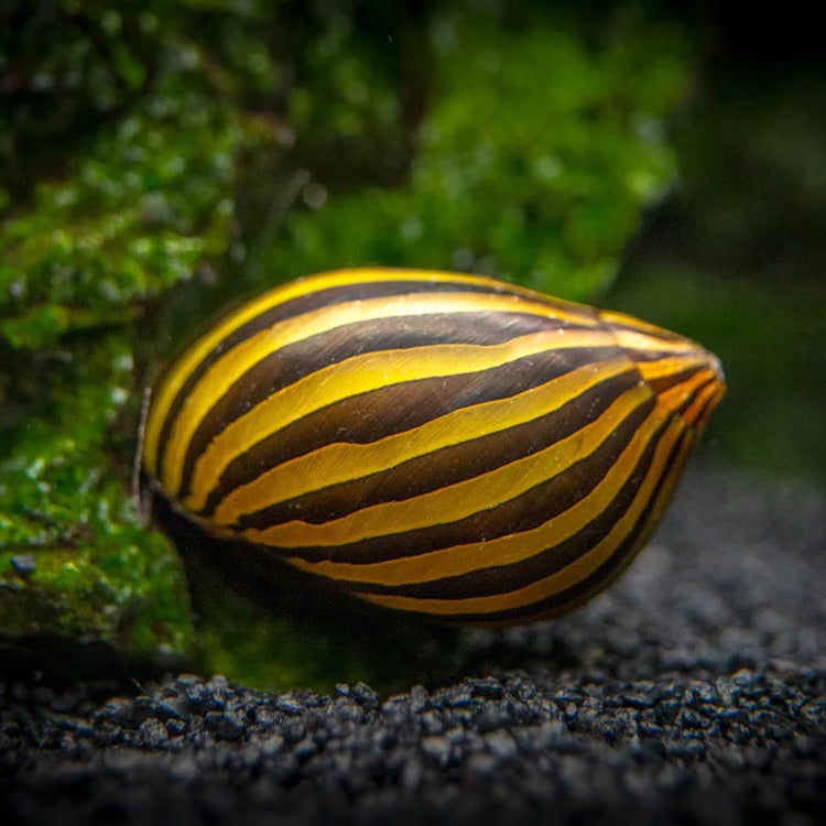 Neritina Zebra