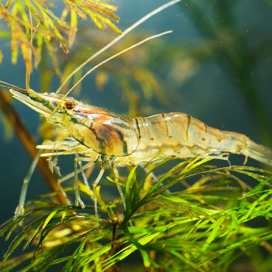 Macrobranchium lamarrei