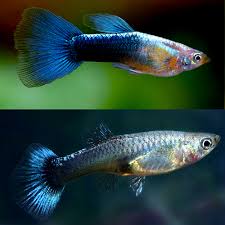 Guppy Azul Neon (Casal)