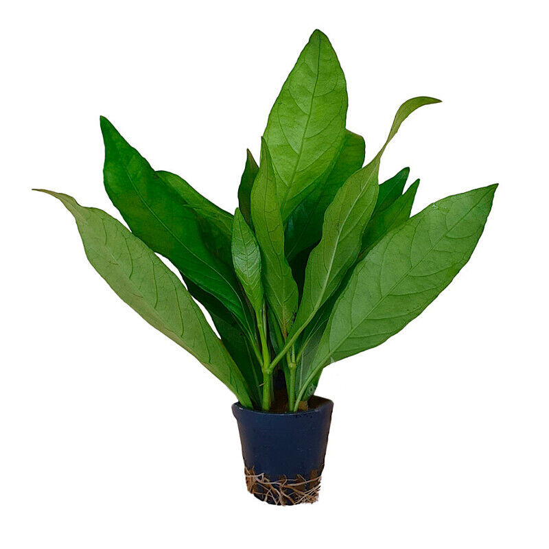Justica Gendarussa