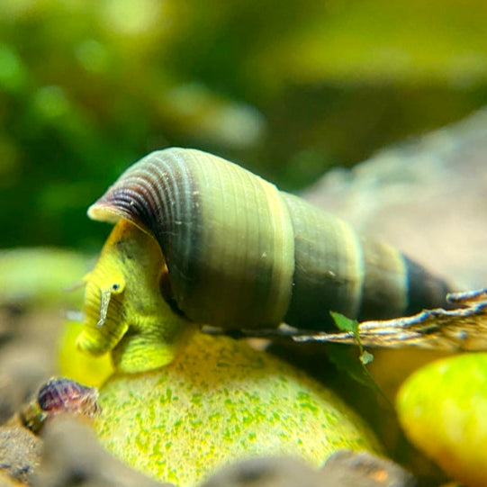 Tylomelania Yellow