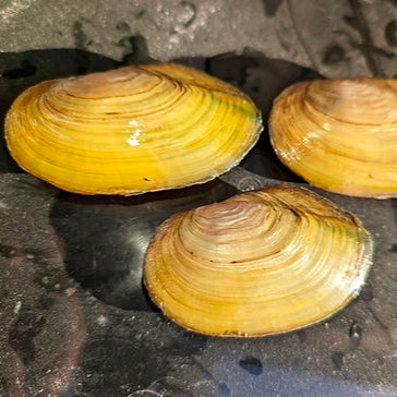 Amêijoa Anodonta