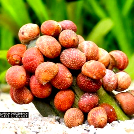 Caracol Pink Lady 1cm