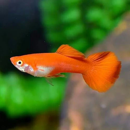Guppy Full Red (Macho)