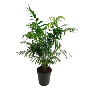Chamaedorea elegans