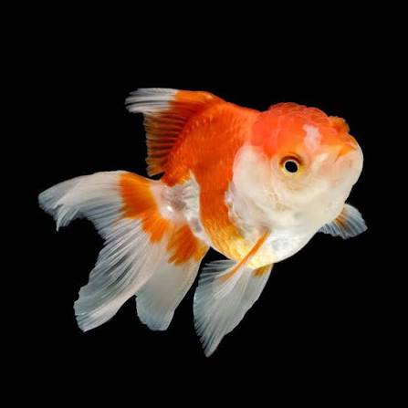 Oranda Bicolor 5cm