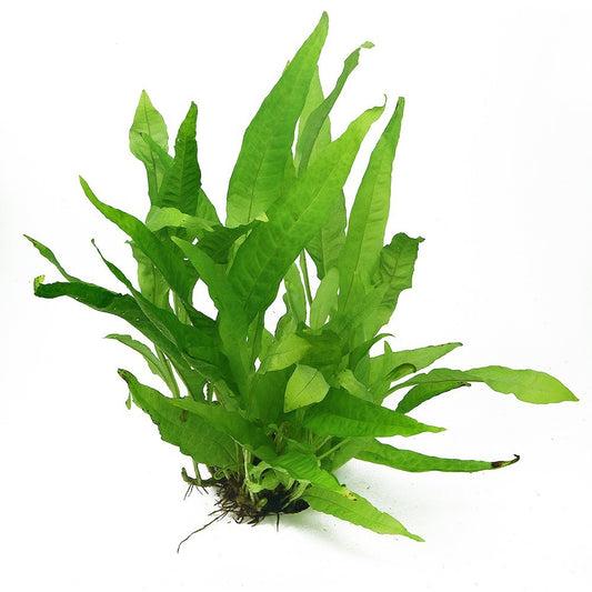 Microsorum pteropus XL (15x15x30cm)