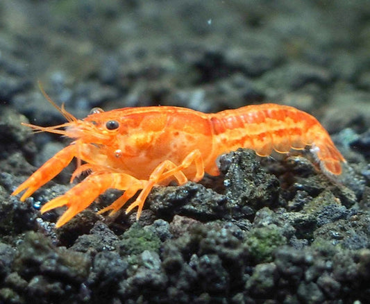 Lagostim anão - Cambarellus patzcuarensis orange