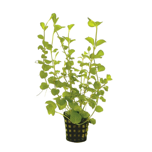 Lysimachia nummularia