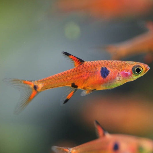 Rasbora Maculata