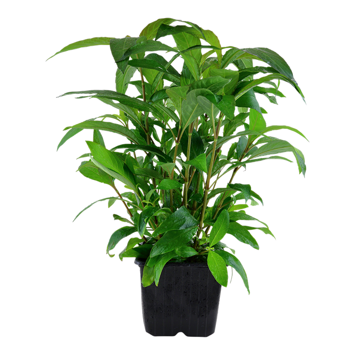 Hygrophila siamensis