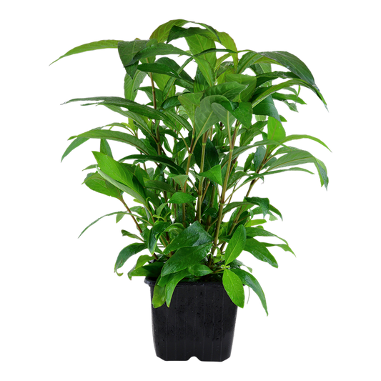 Hygrophila siamensis