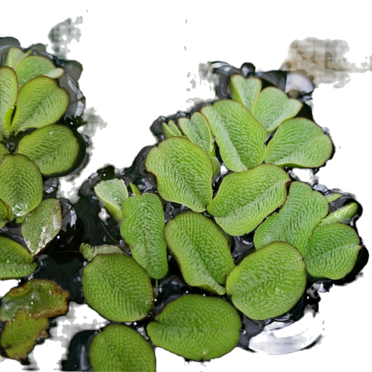 Salvinia natans (Flutuante)