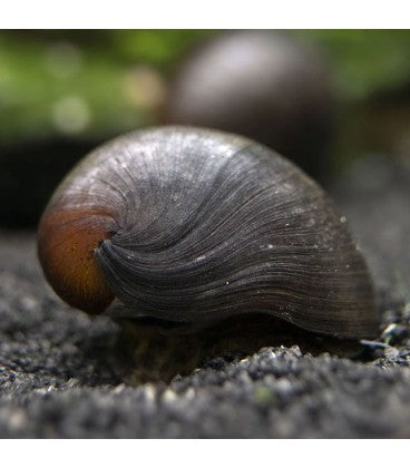 Neritina Militar
