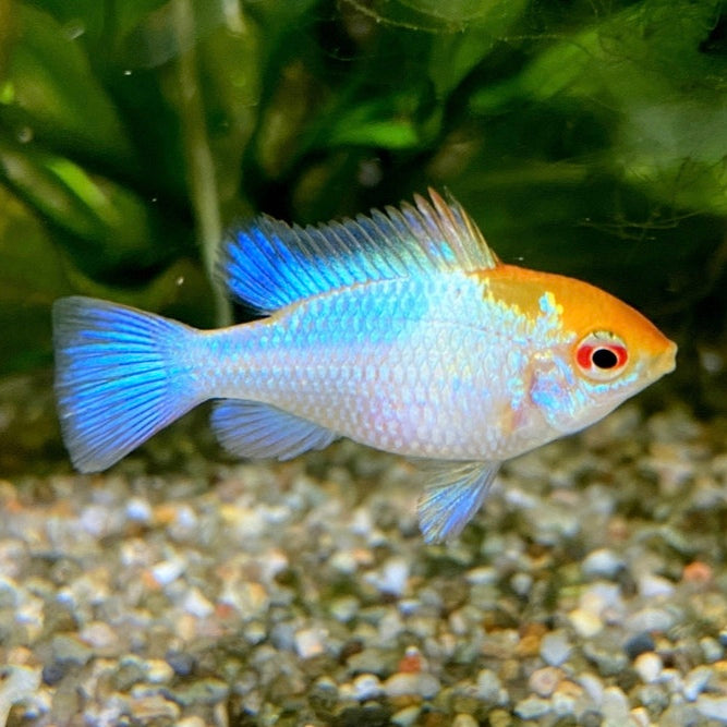 Ramirezi Platinum Blue Orange Head 3cm - Mikrogeophagus Ramirezi Portugal