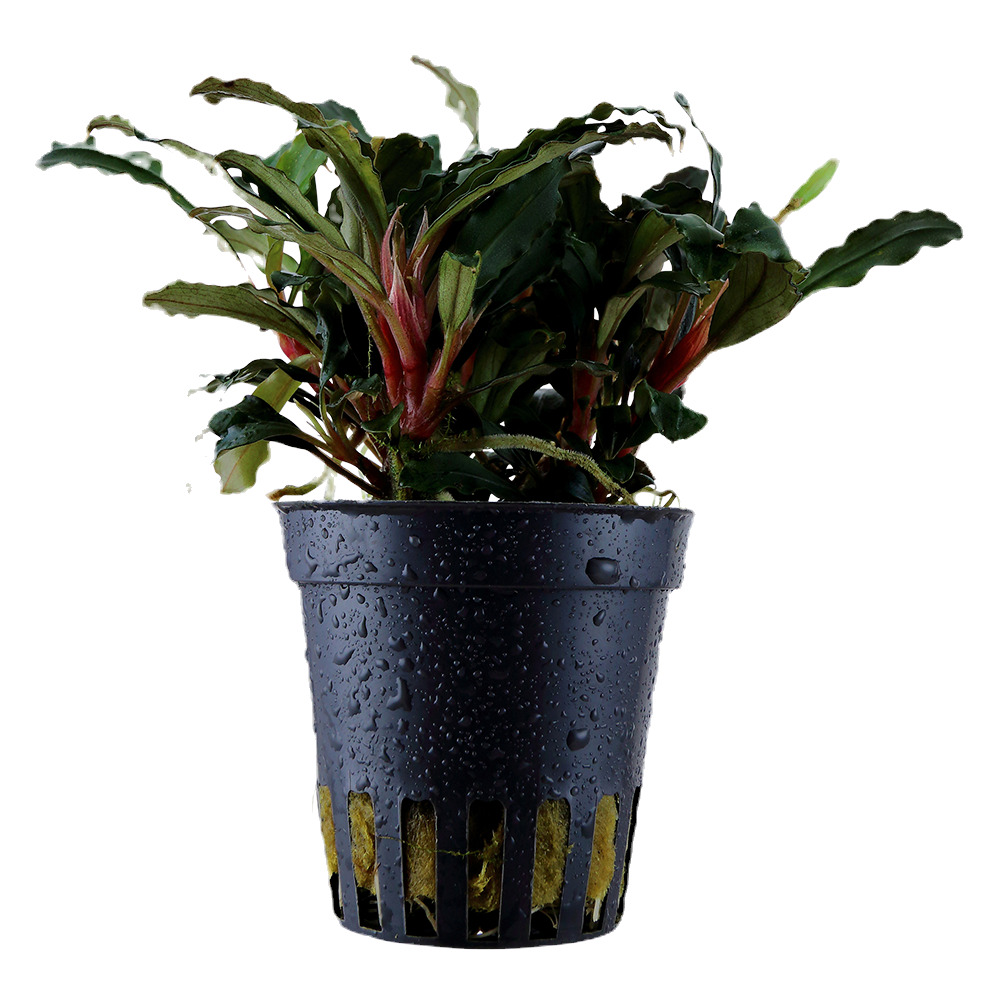 Bucephalandra sp. Mini Red