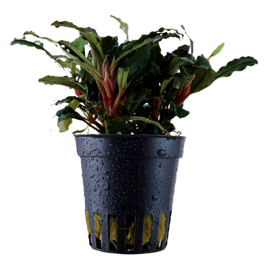 Bucephalandra sp. Mini Red