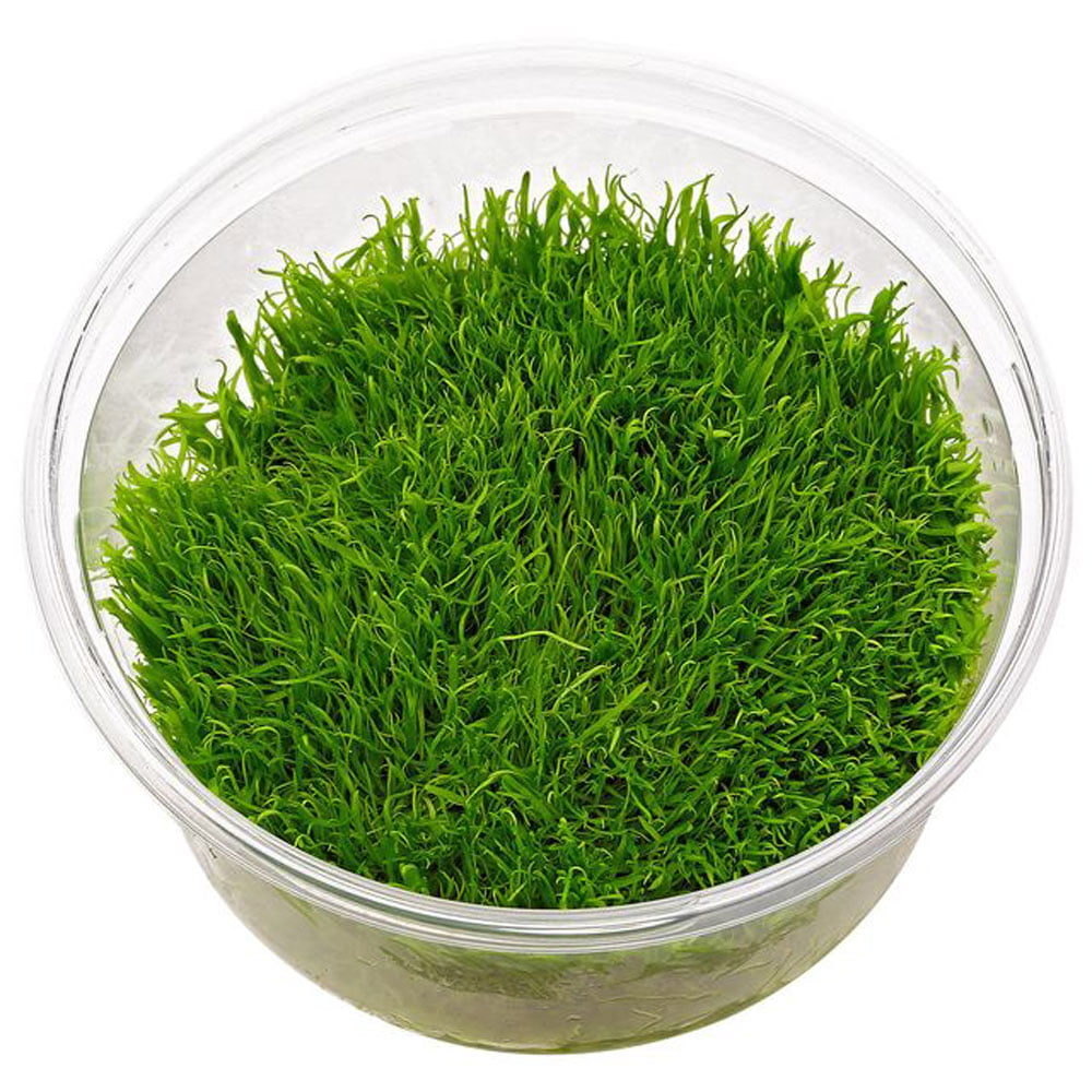 Utricularia graminifolia (In Vitro)