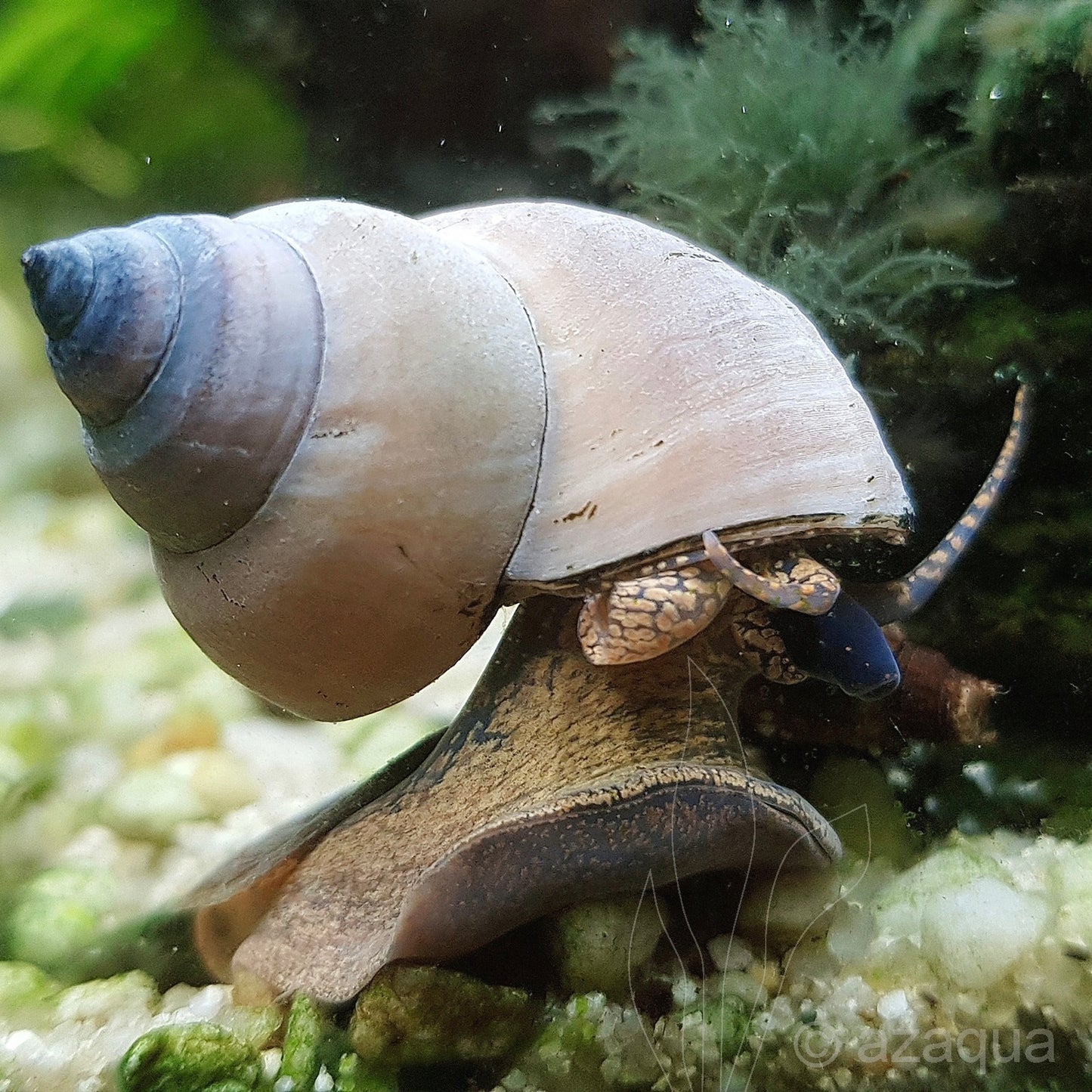 Caracol Mago Branco