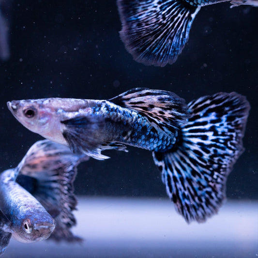 Guppy Blue Dragon (Macho)