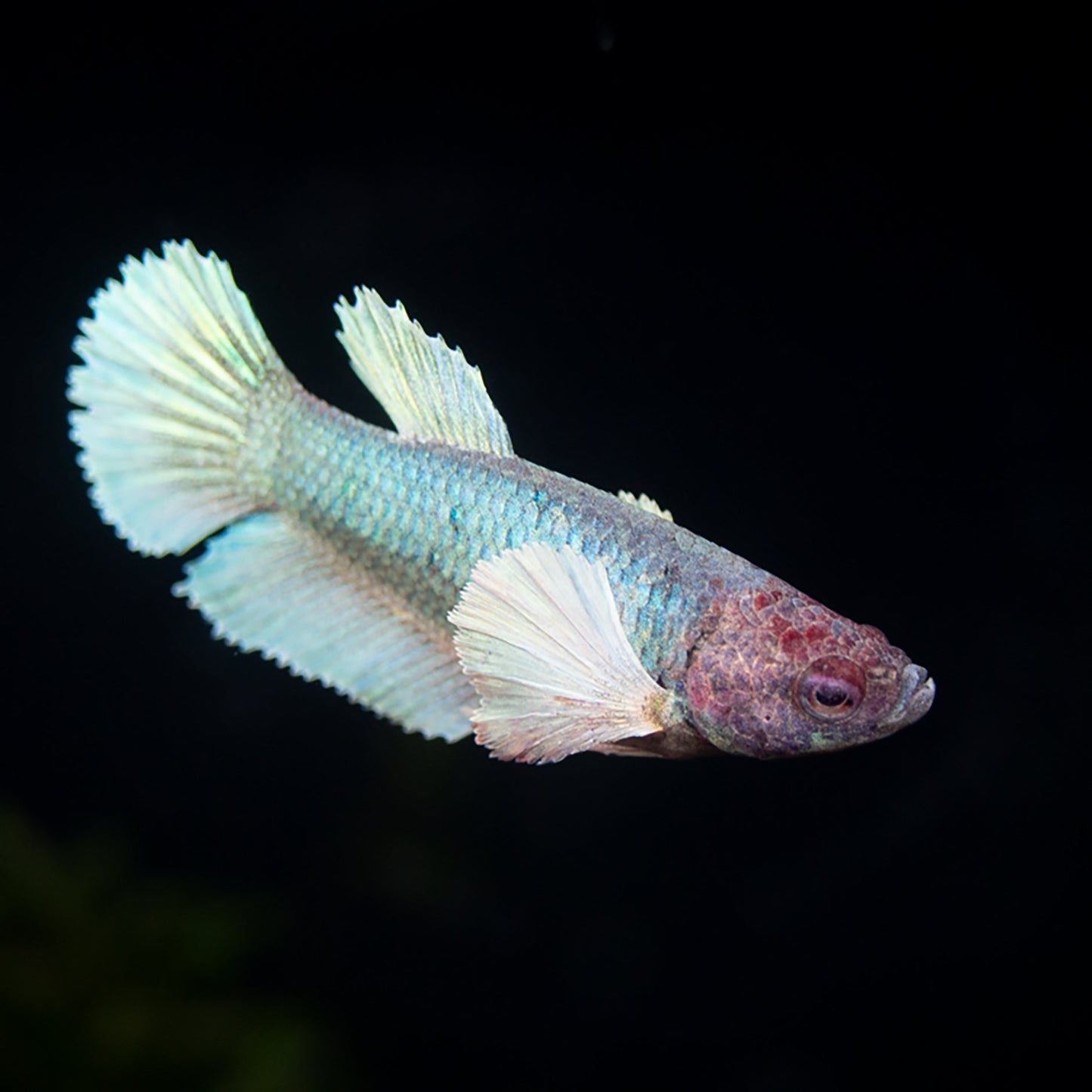 Betta Fêmea Dumbo Halfmoon Lavender