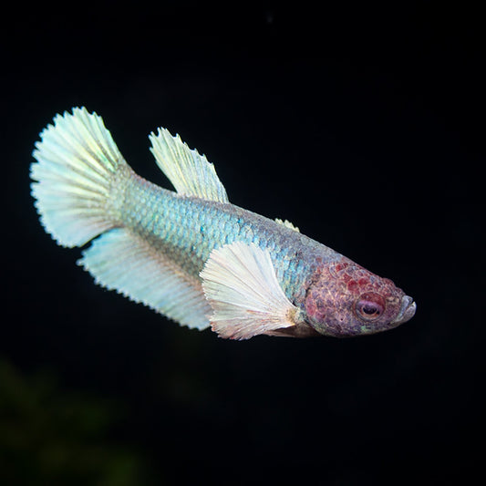 Betta Fêmea Dumbo Halfmoon Lavender
