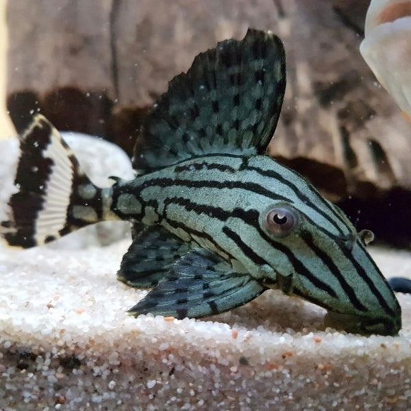 L191 Panaque nigrolineatus 5cm