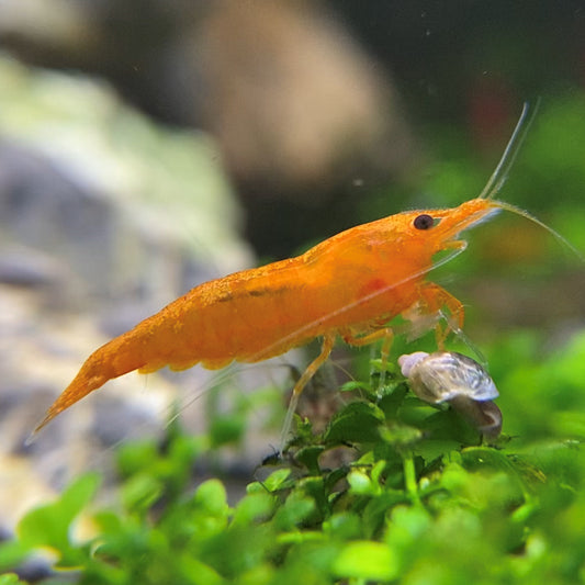 Neocaridina Orange