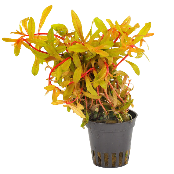 Ammannia pedicellata gold