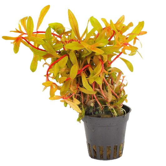 Ammannia pedicellata gold