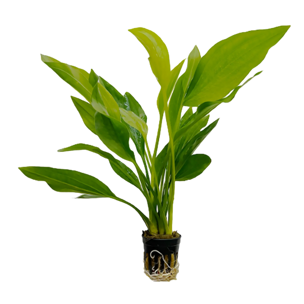 Echinodorus