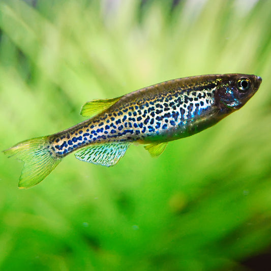 Danio Leopardo