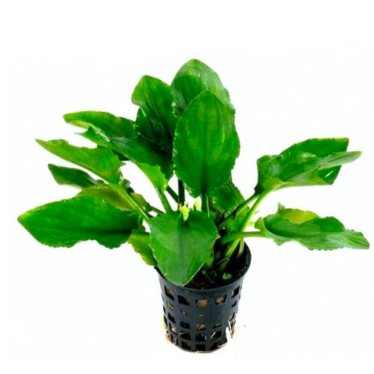 Lagenandra sp. 'Green'