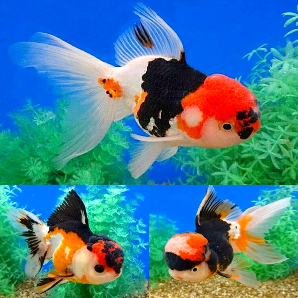 Oranda Tricolor 4-5cm