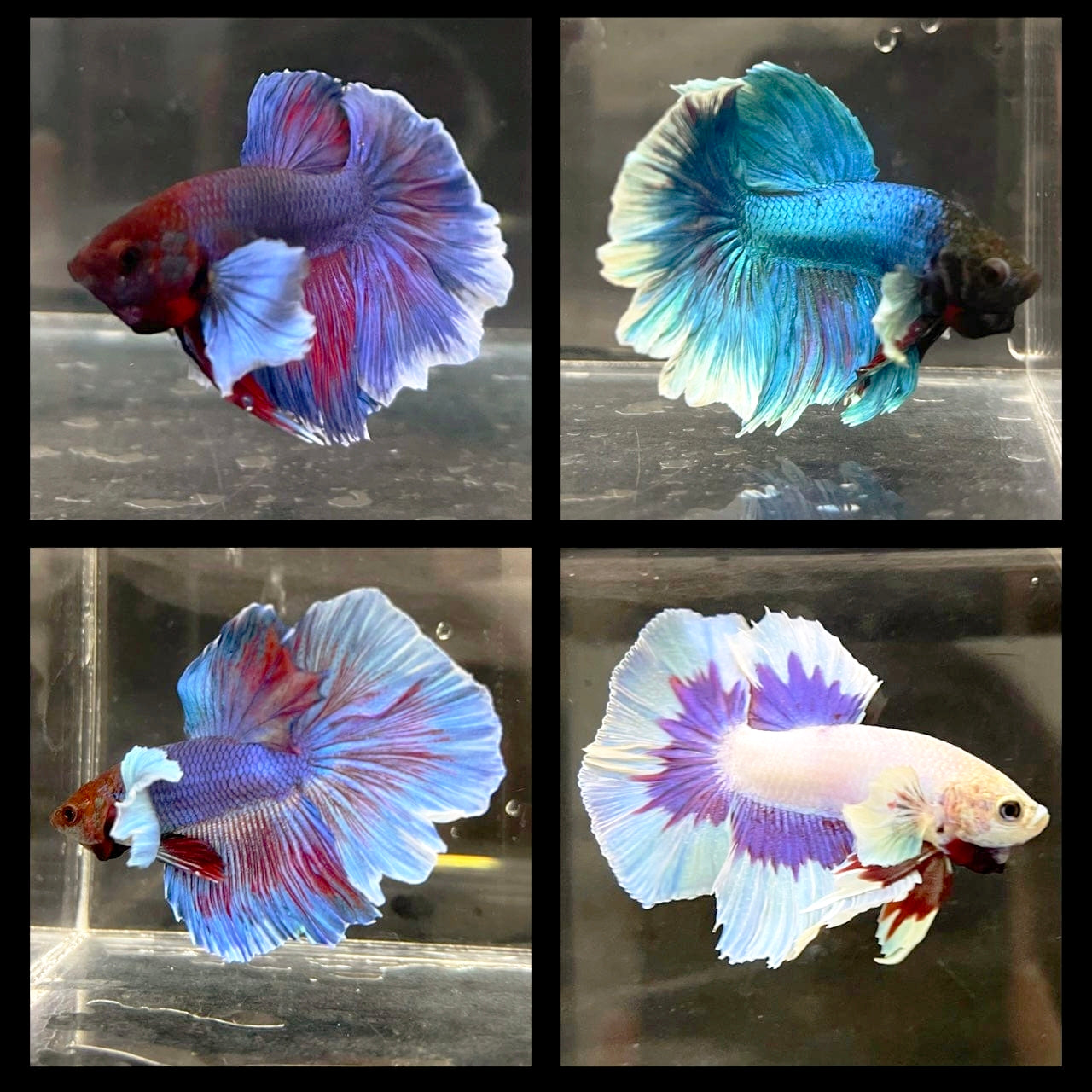 Betta Macho Dumbo Halfmoon Sortido