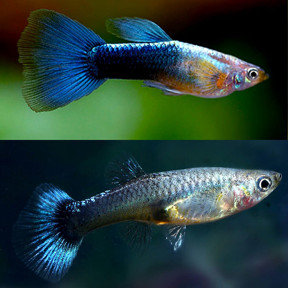 Guppys Azul Metálico Neon (Casal)