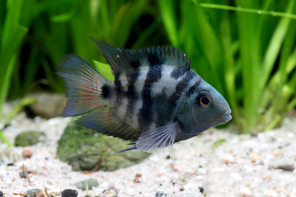 Amatitlania nigrofasciata Anão