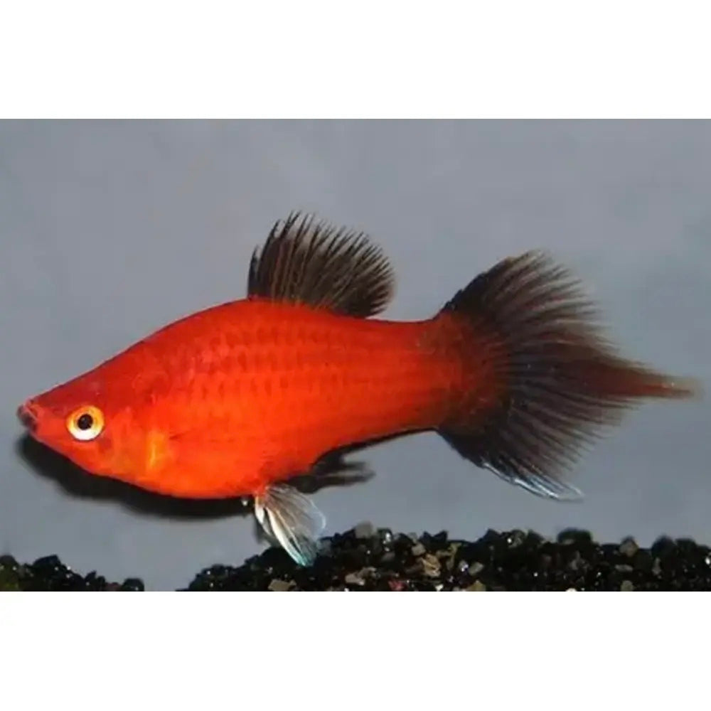 Platy Wagtail Vermelho Cauda Pincel