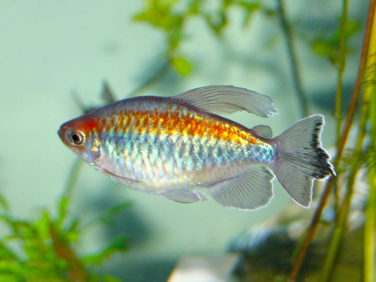 Tetra do Congo